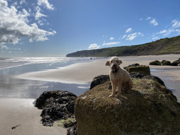 Dog Friendly Filey in Yorkshire UK
